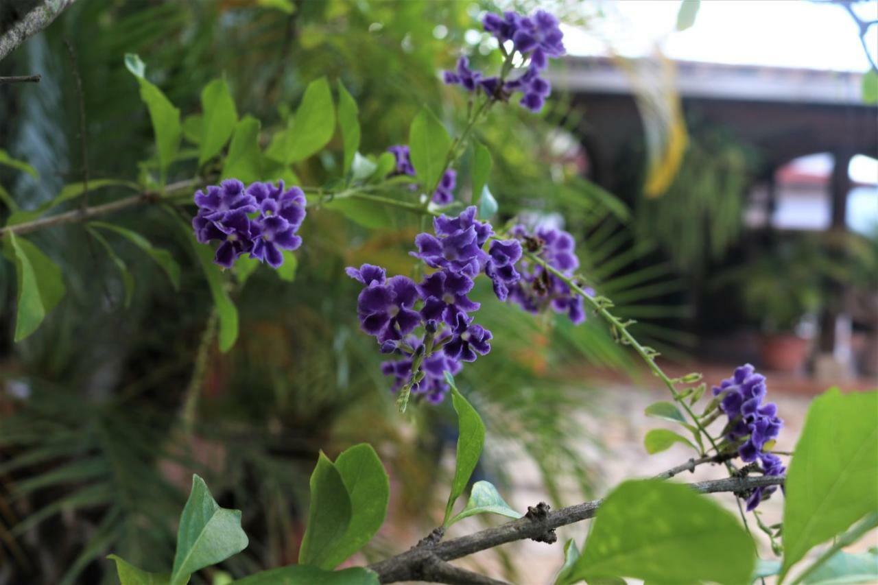 Hotel Buena Vista Copan Ngoại thất bức ảnh